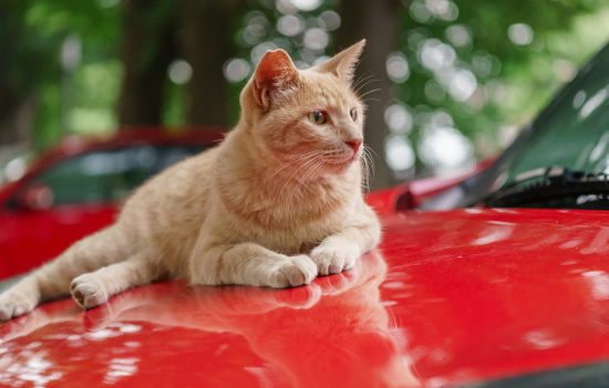 車の上に乗る猫